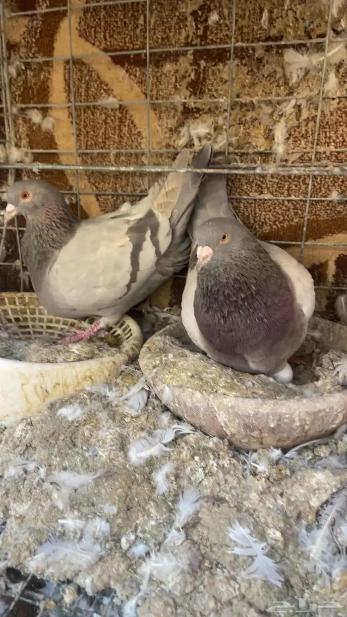 لاحم سلفر وابيض 0