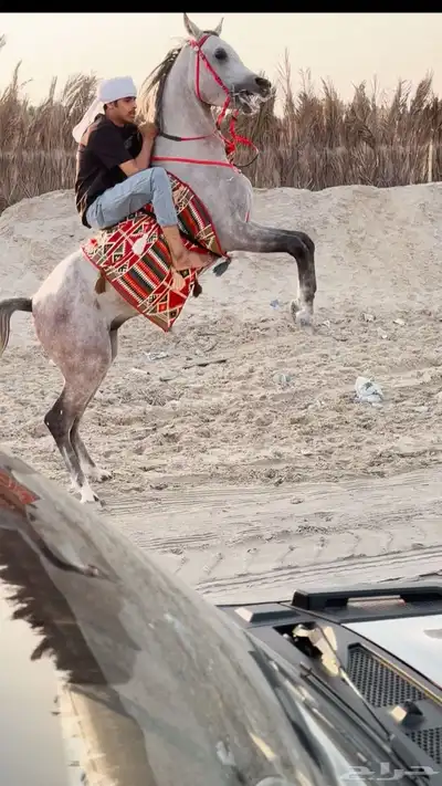 حصان شعبي حفيد مروان 0