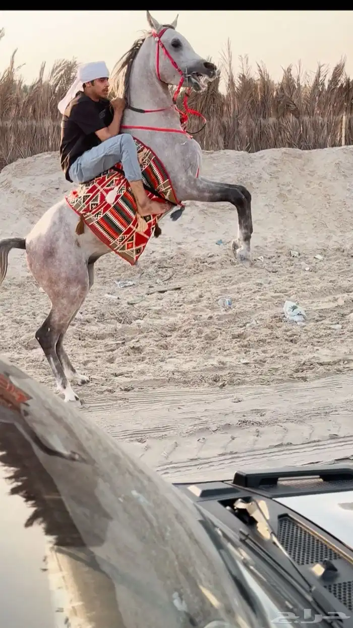 حصان شعبي حفيد مروان 0