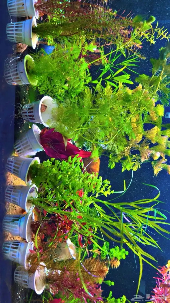 نباتات مائية لاحواض السمك المزروع 3