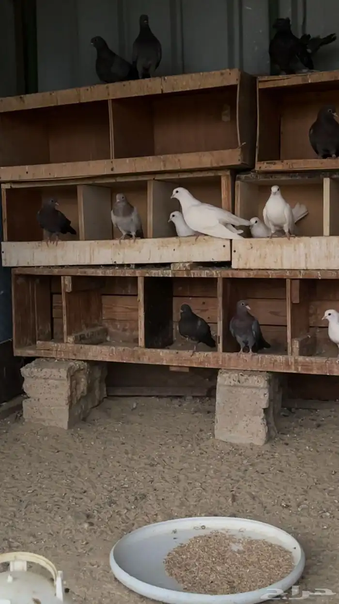 حمام صنعاني شيبه 1