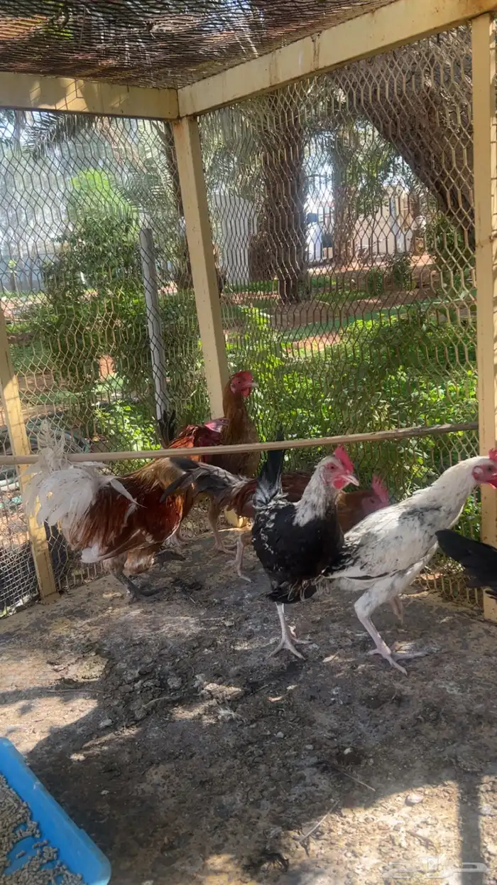 عدد 6 ديوك للبيع 0