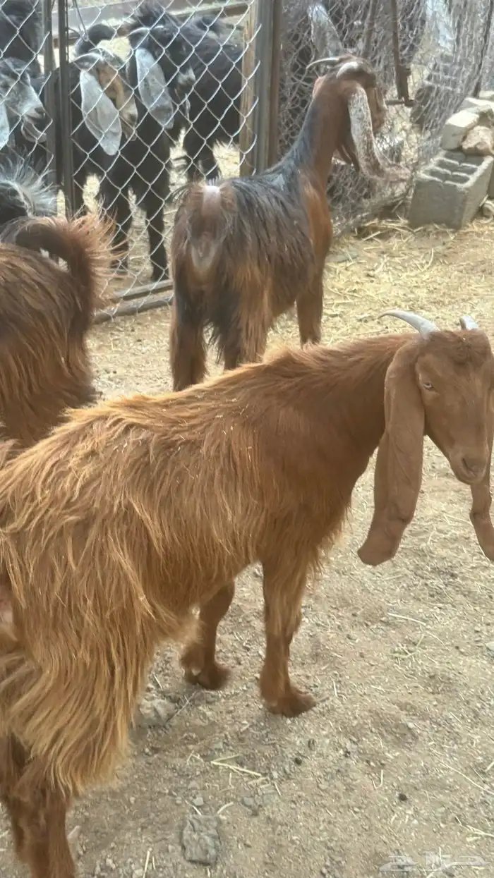 جفار عوارض للبيع 0