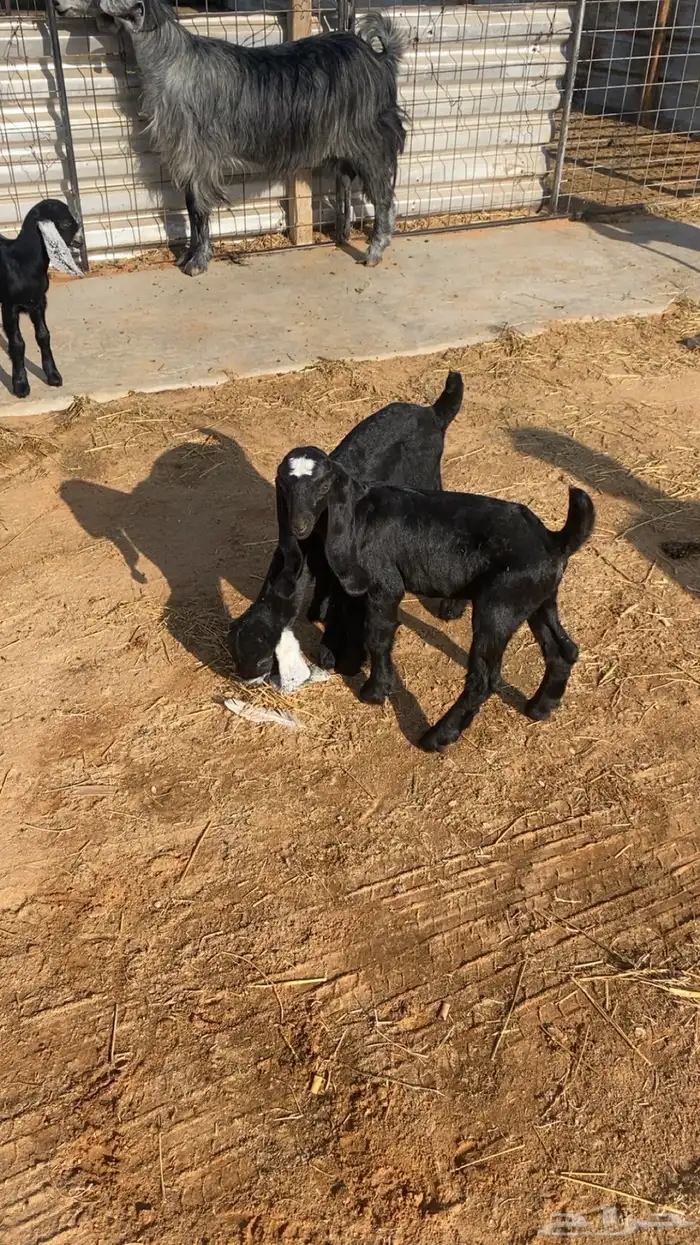 للبيع معزاء مراح ولد 5