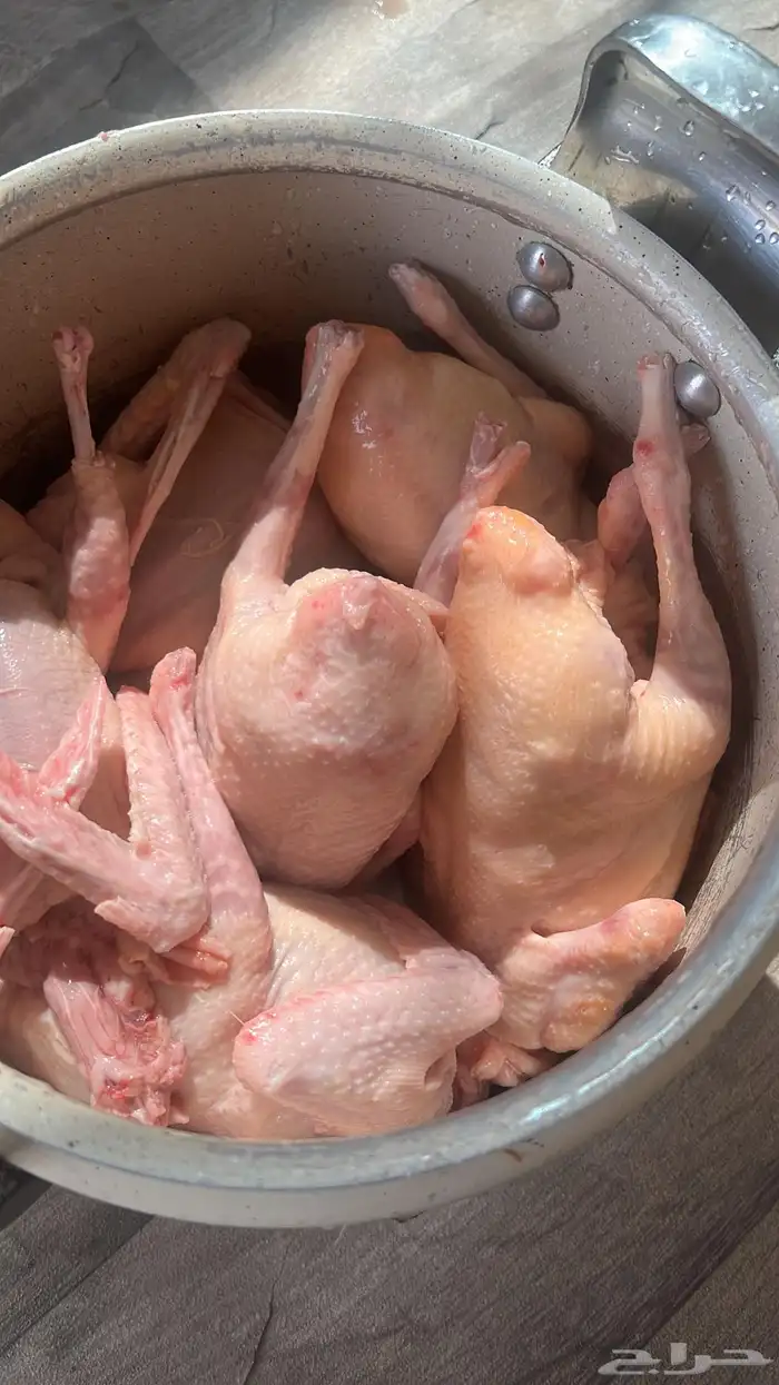 ماشاءالله زغاليل جامبو فرنسي 1