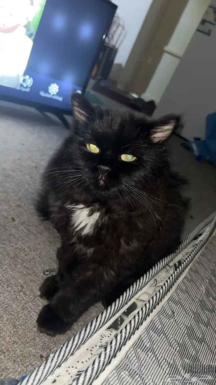 قطوه للتبني 3