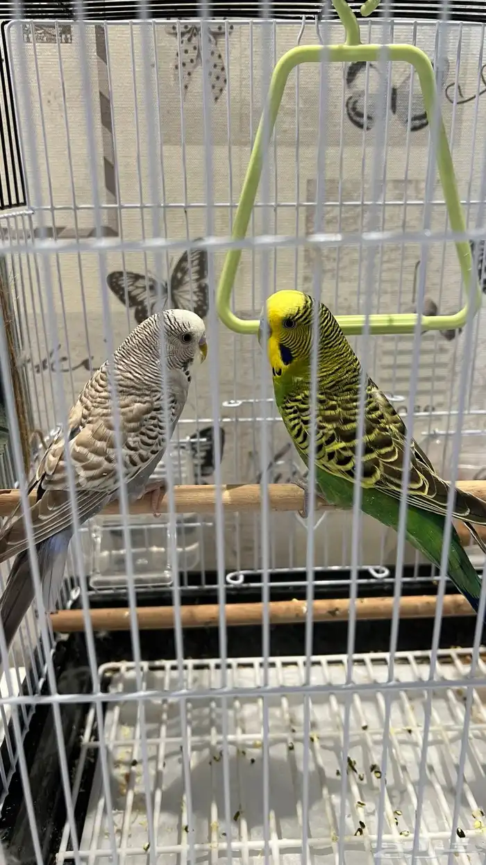 زوج ببغاء الدره أليف ومنتج الذكر متكلم مع زوج بادجي مجانا 4
