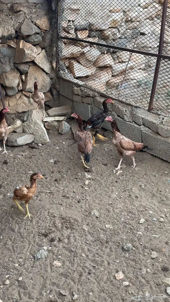 دجاج باكستاني 1