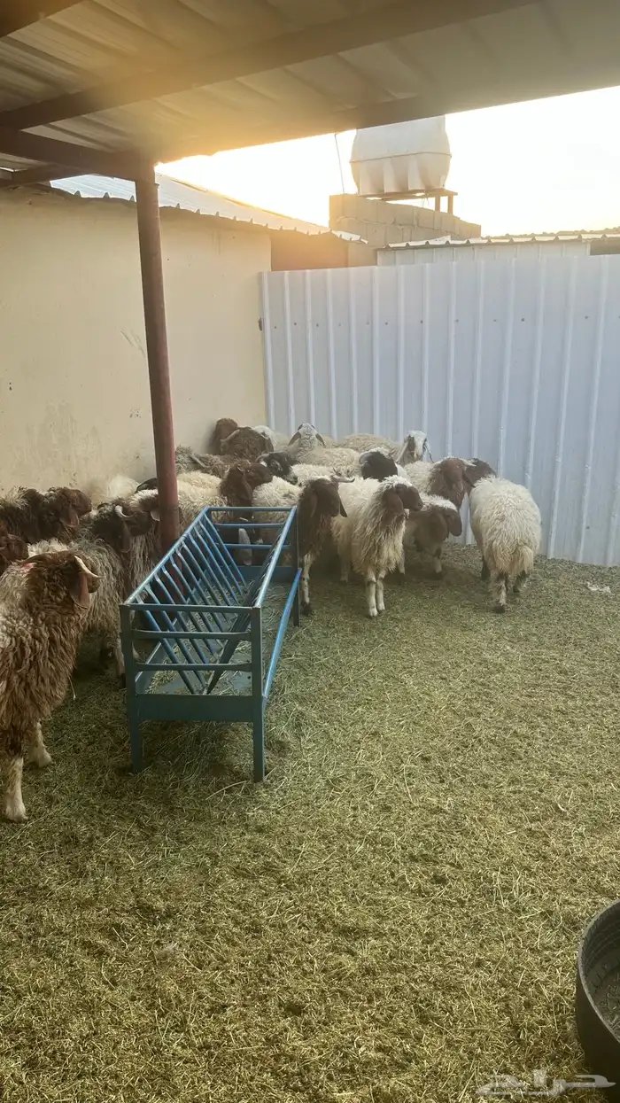 خرفان ورخال طيبات بلحيل ويجود تفريد 1