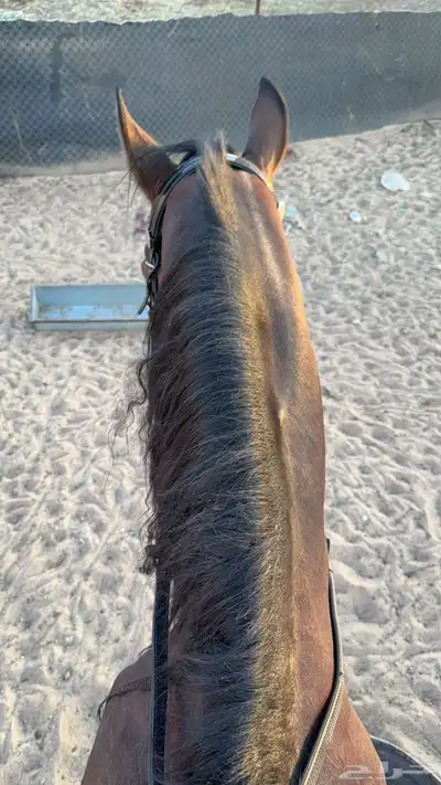 حصان شعبي مشروك عمره م بين 6 إلا 7 مسيوم ب 2400 index