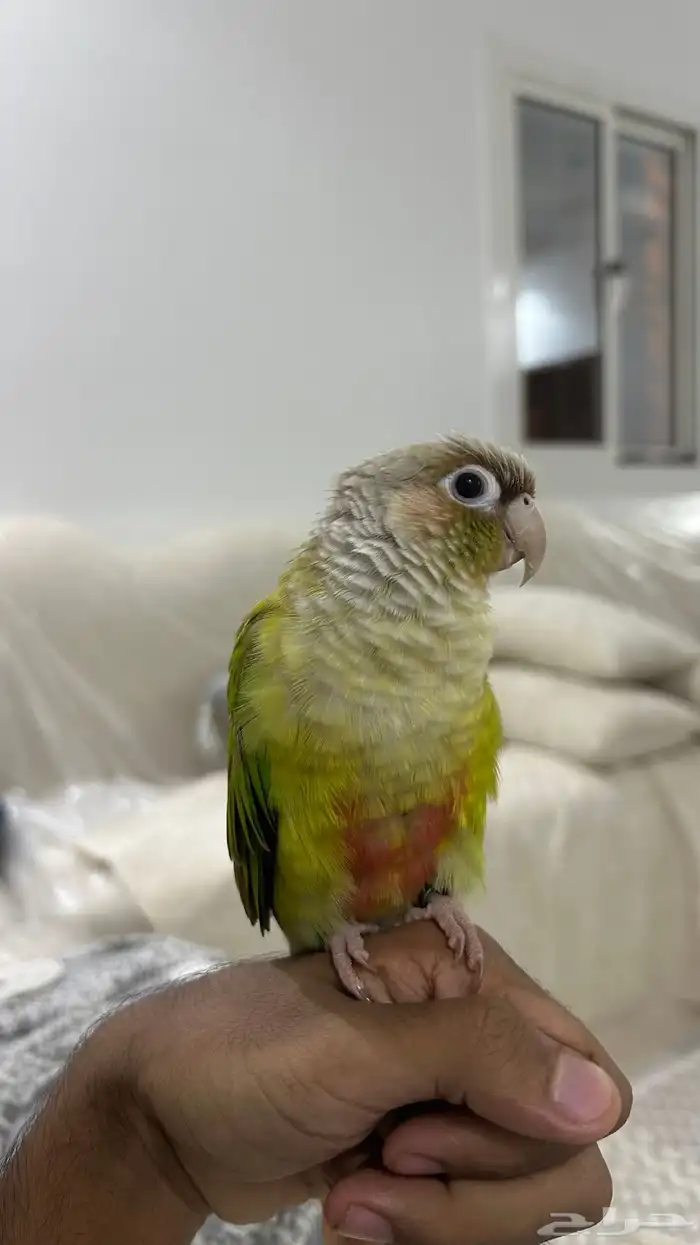 كنيور الليف و هدد و متكلم 0