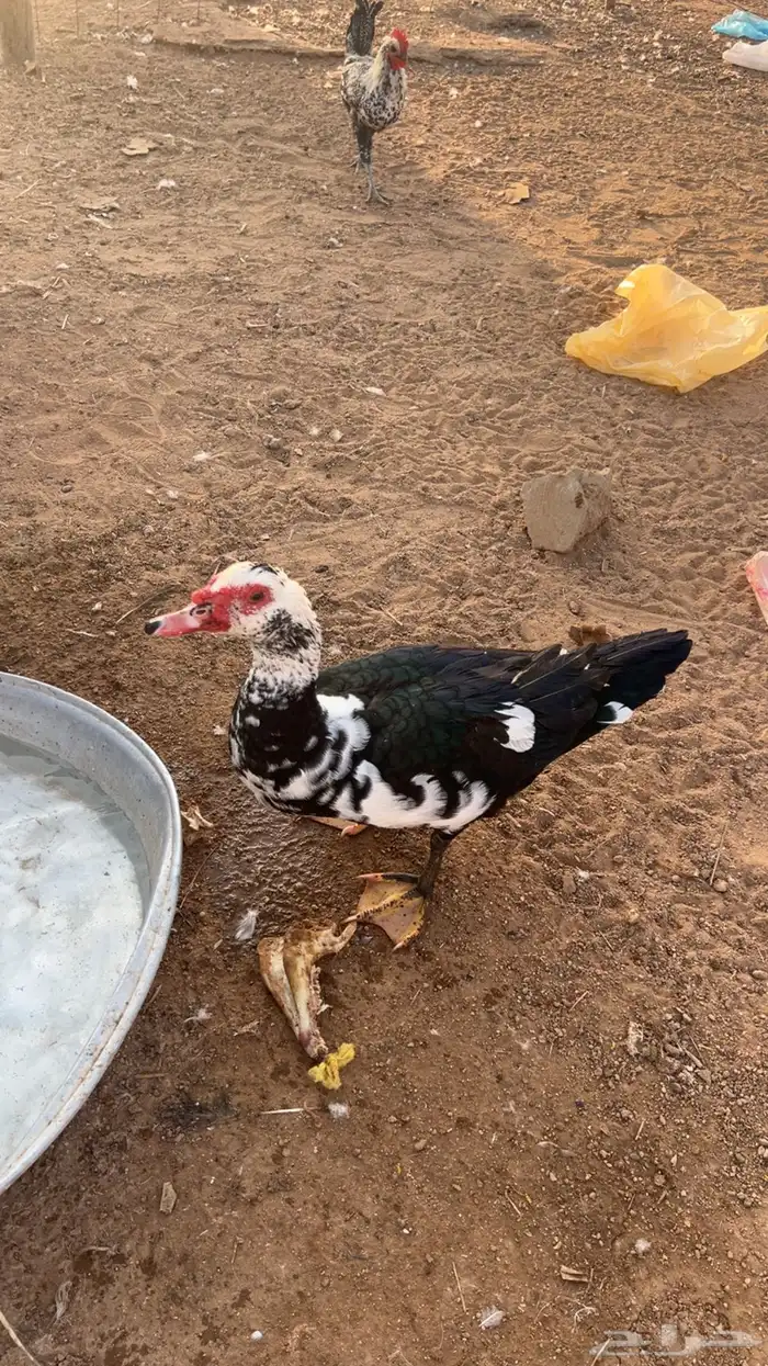 بط بح مسكوف مصري ذكور العدد 2 1