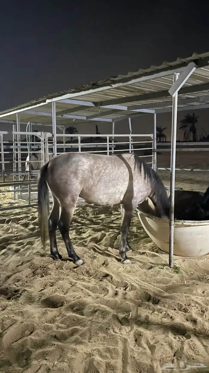 حصان جزيري 4