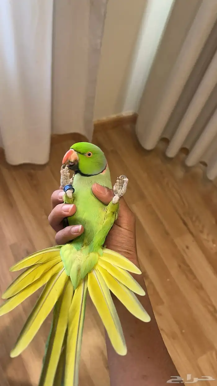 زوج ببغاء الدره أليف ومنتج الذكر متكلم مع زوج بادجي مجانا 1