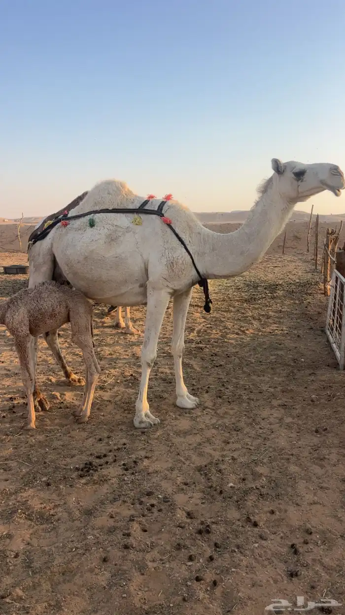 خلفه وضحاء مصغر سنها ثنيه 3