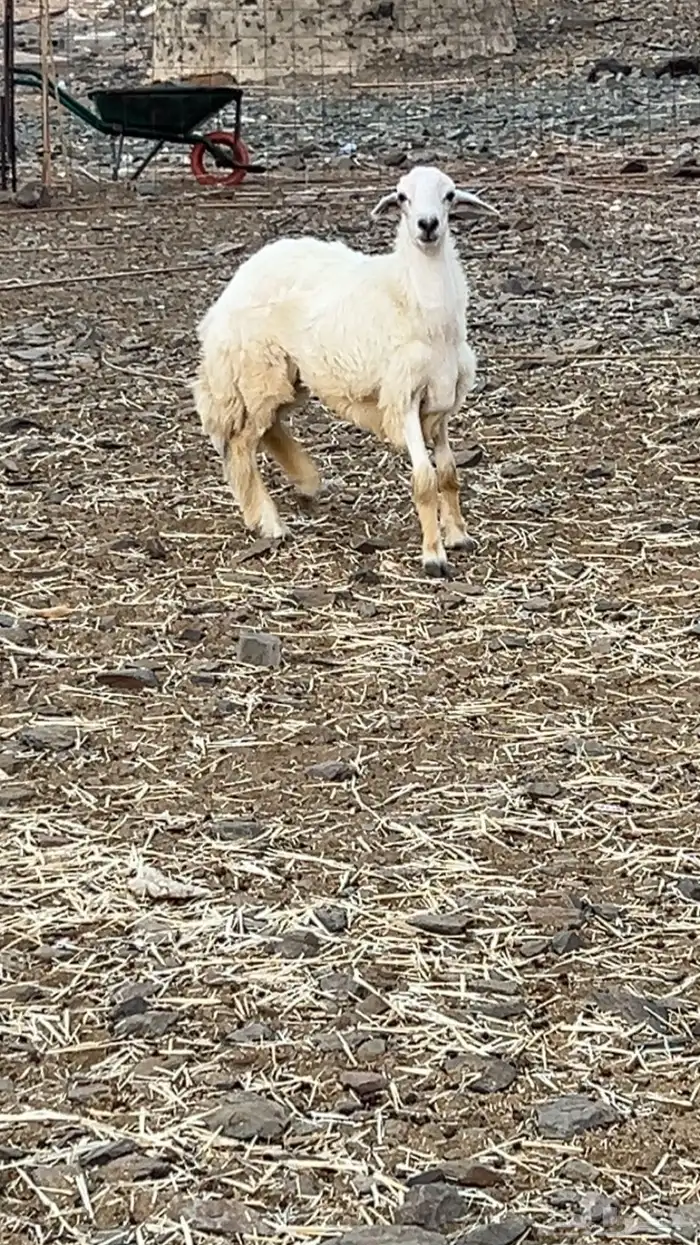 طلي يضرب مشروط 1