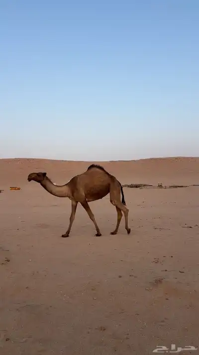 بكرة صفرا كفو index