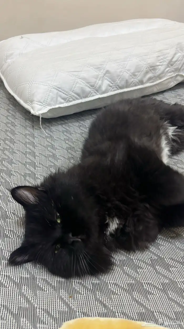 قطوه للتبني 2