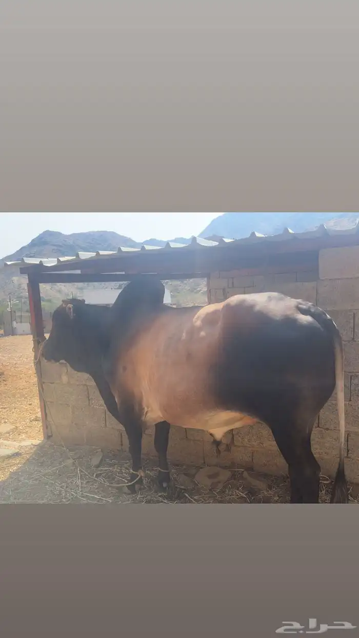 ثور للبيع 0
