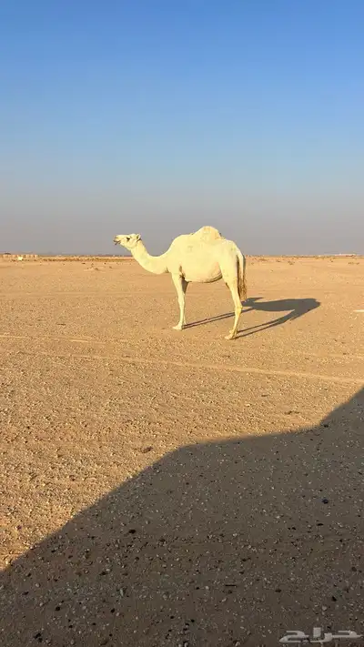 لقحه على بعير كفو ماشاءالله سنها ام ثلاث انقه كفو index