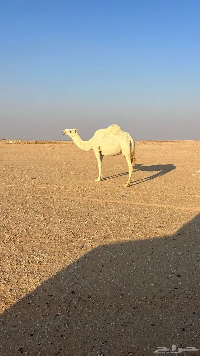 لقحه على بعير كفو ماشاءالله سنها ام ثلاث انقه كفو 0