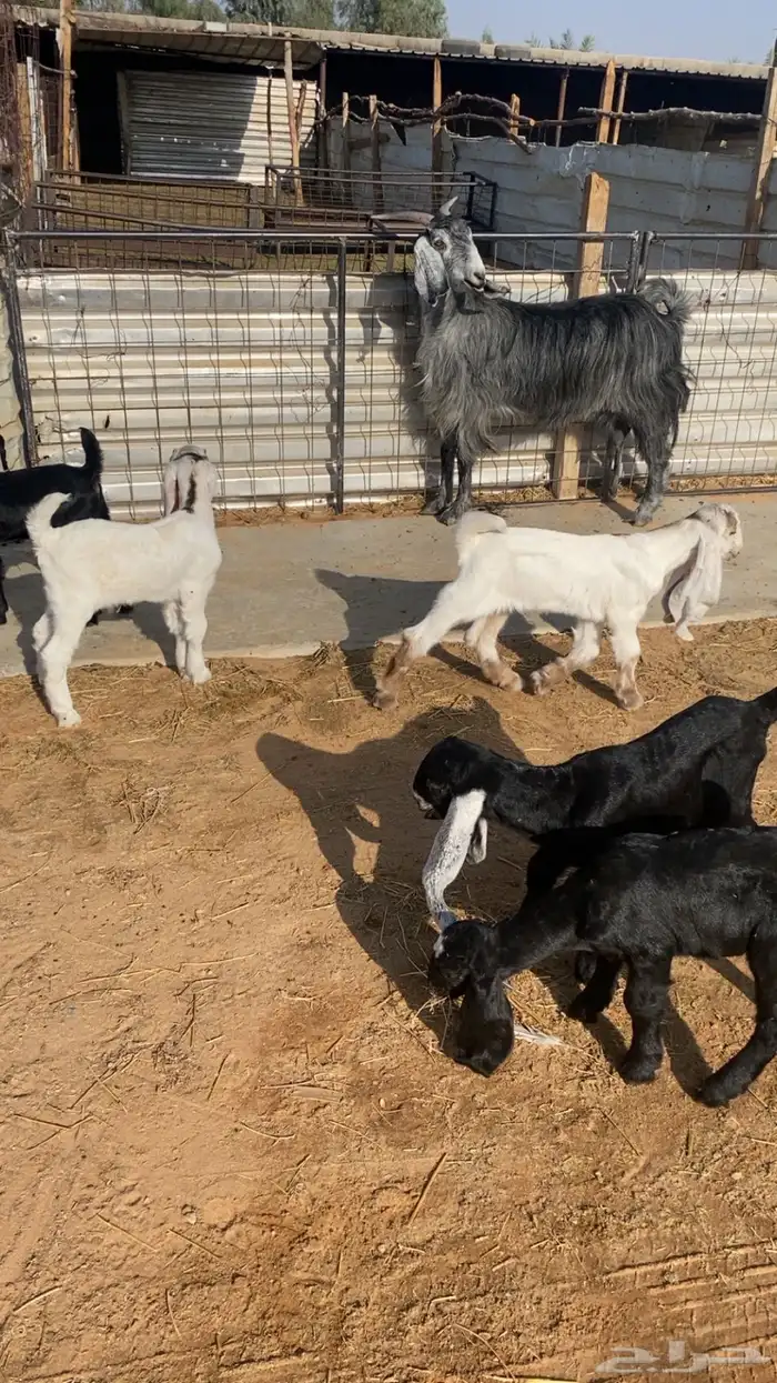 للبيع معزاء مراح ولد 4