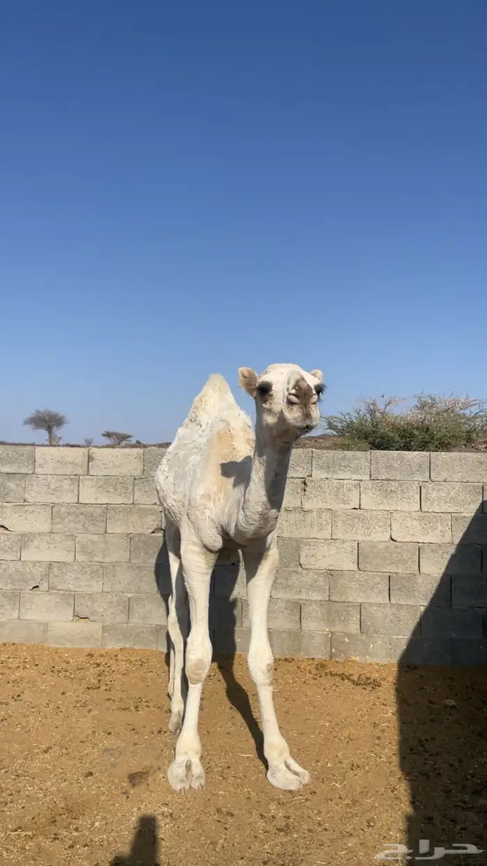 قعود بلدي مقفل ( تم البيع) 0