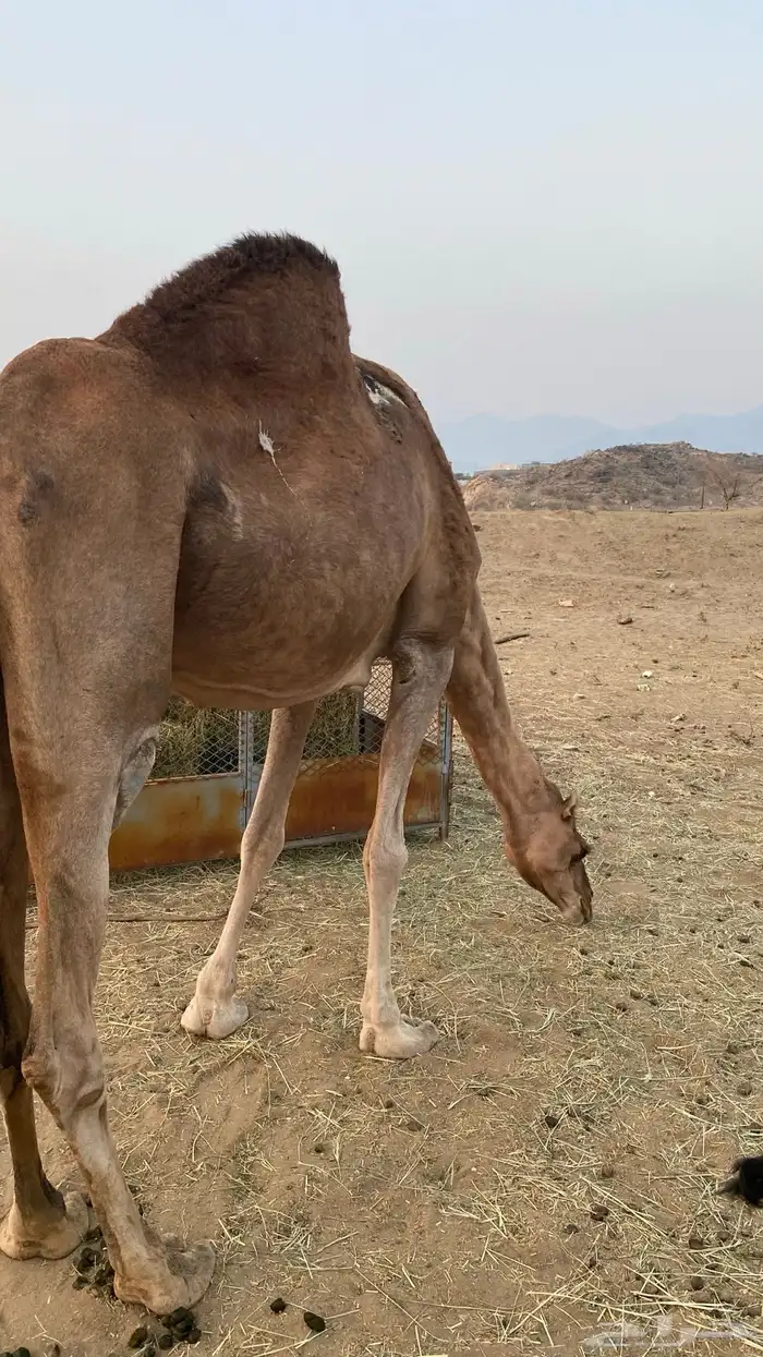 ناقه لقحه 8 شهور مشروطه 2