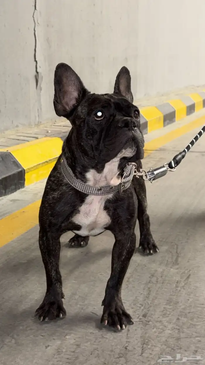 فرنش بولدغ للتزاوج 0