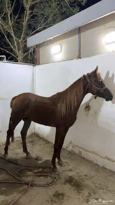 حصان واهو فاخر البيع مستعجل index