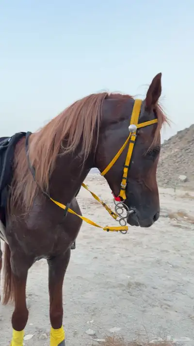 حصان واهو فاخر البيع مستعجل index