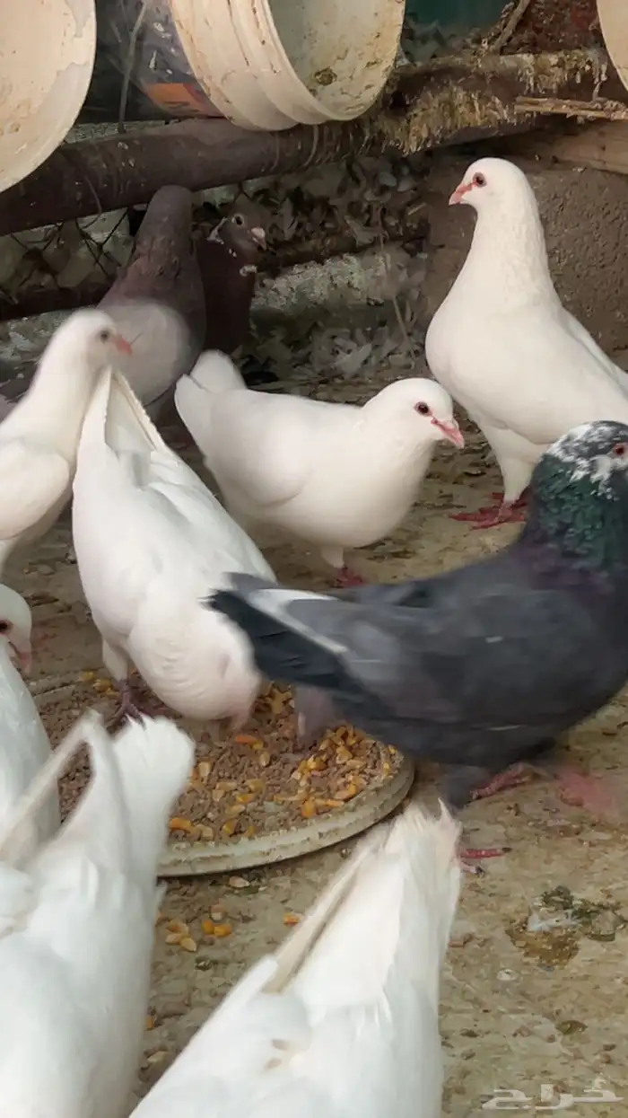 حمام للبيع 4