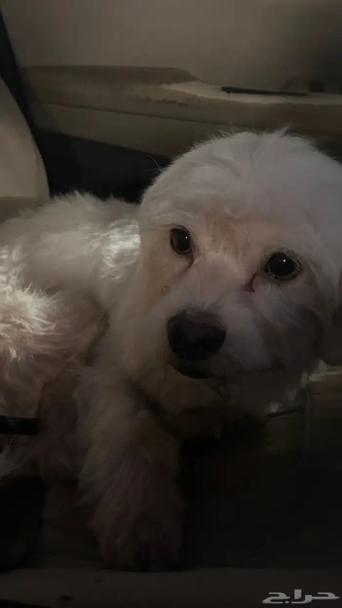 كلب مالتيز للبيع مع اغراضه 1