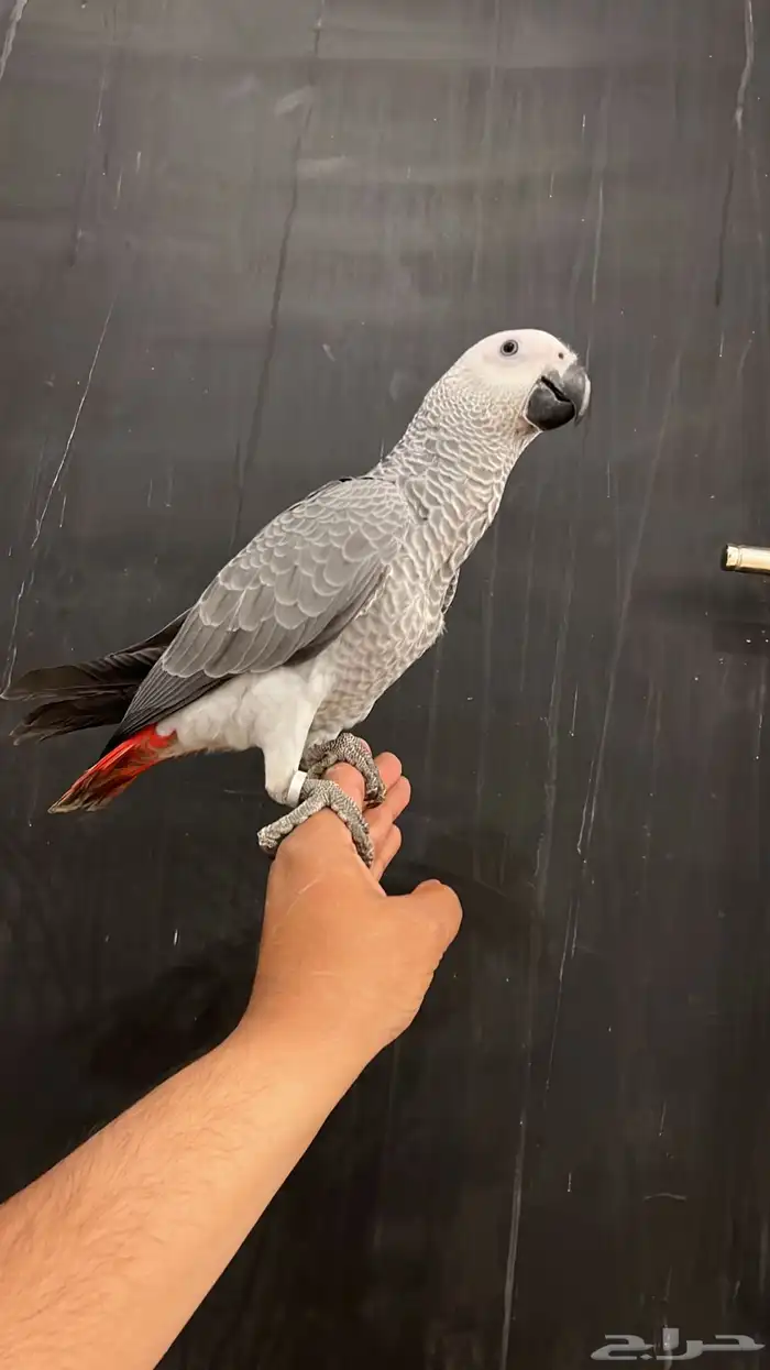 فرخ كاسكو ثلجي 0