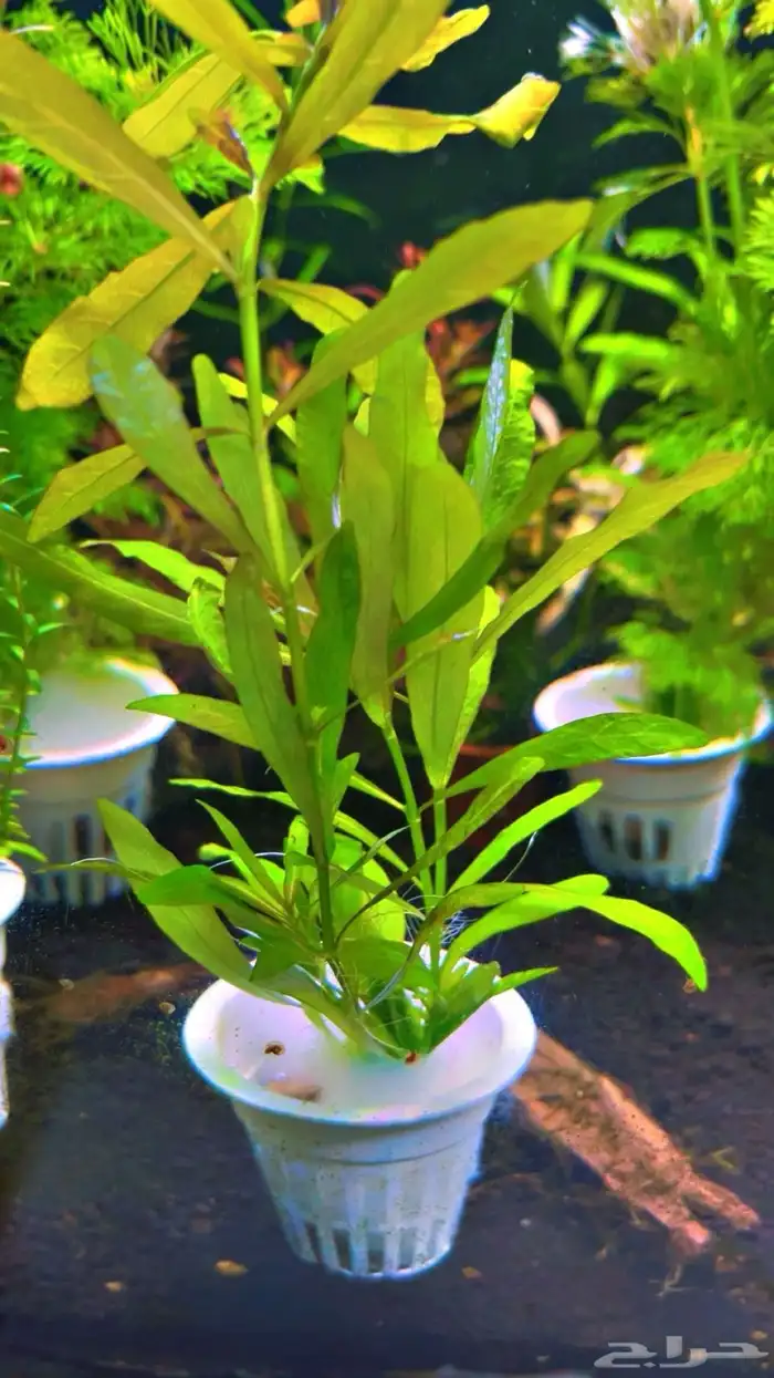 نباتات مائية لاحواض السمك المزروع 10