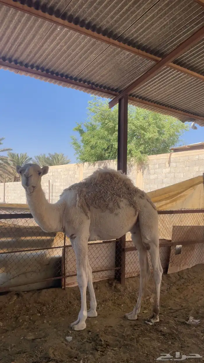 قعود قصب عمره 8 شهور 2