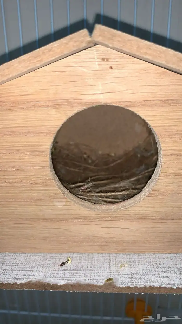 أربع اجواز زيبرا بالمطير منتجه 11