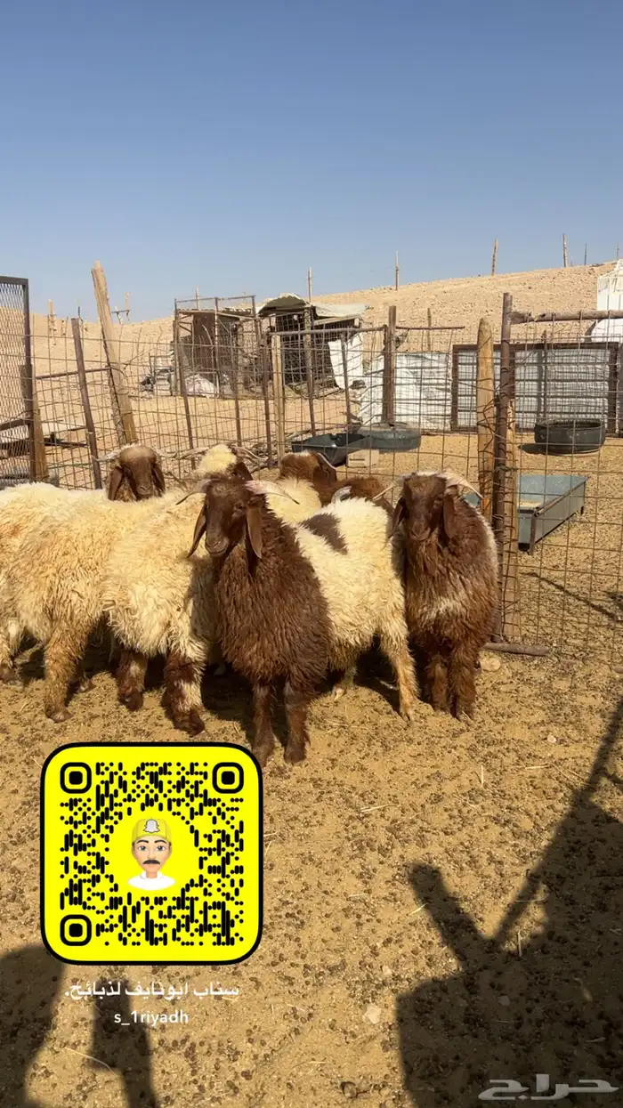 ذبايح ذبيحه نعيم هرفي جبر نعيمي وسط حري هرافي حريات لباني 4