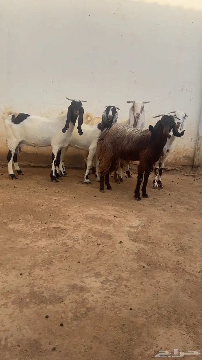 معزا فواخر جروم ودفيع 16