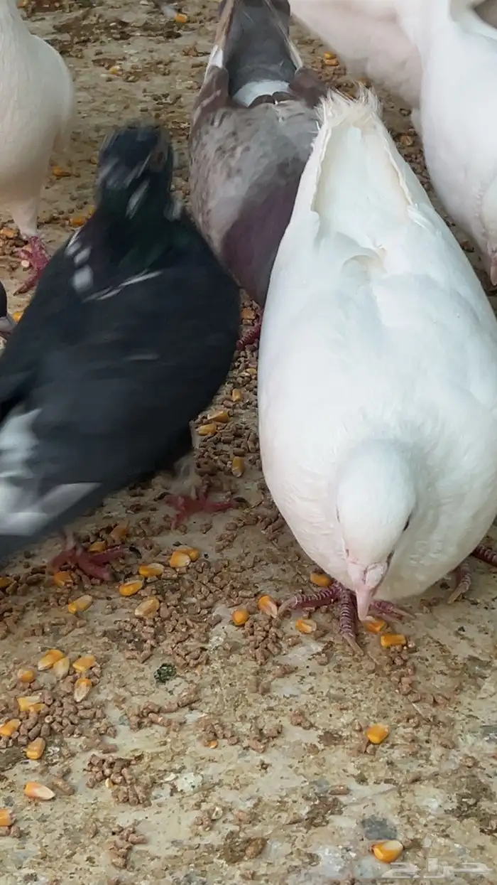 حمام للبيع 3