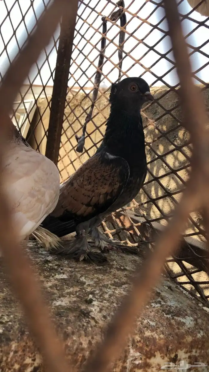 زوج هجين صنعاني  روماني 0