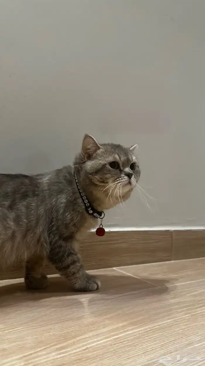 قط سكوتش ستريت تبني 0