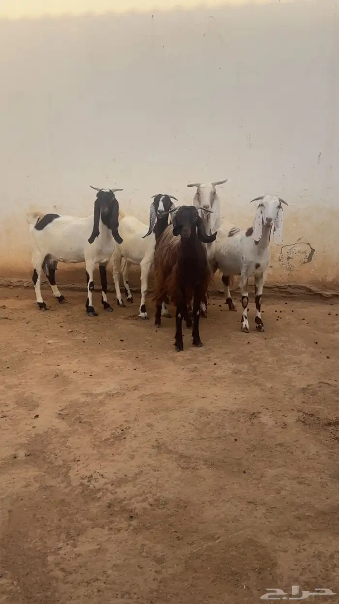 معزا فواخر جروم ودفيع 17