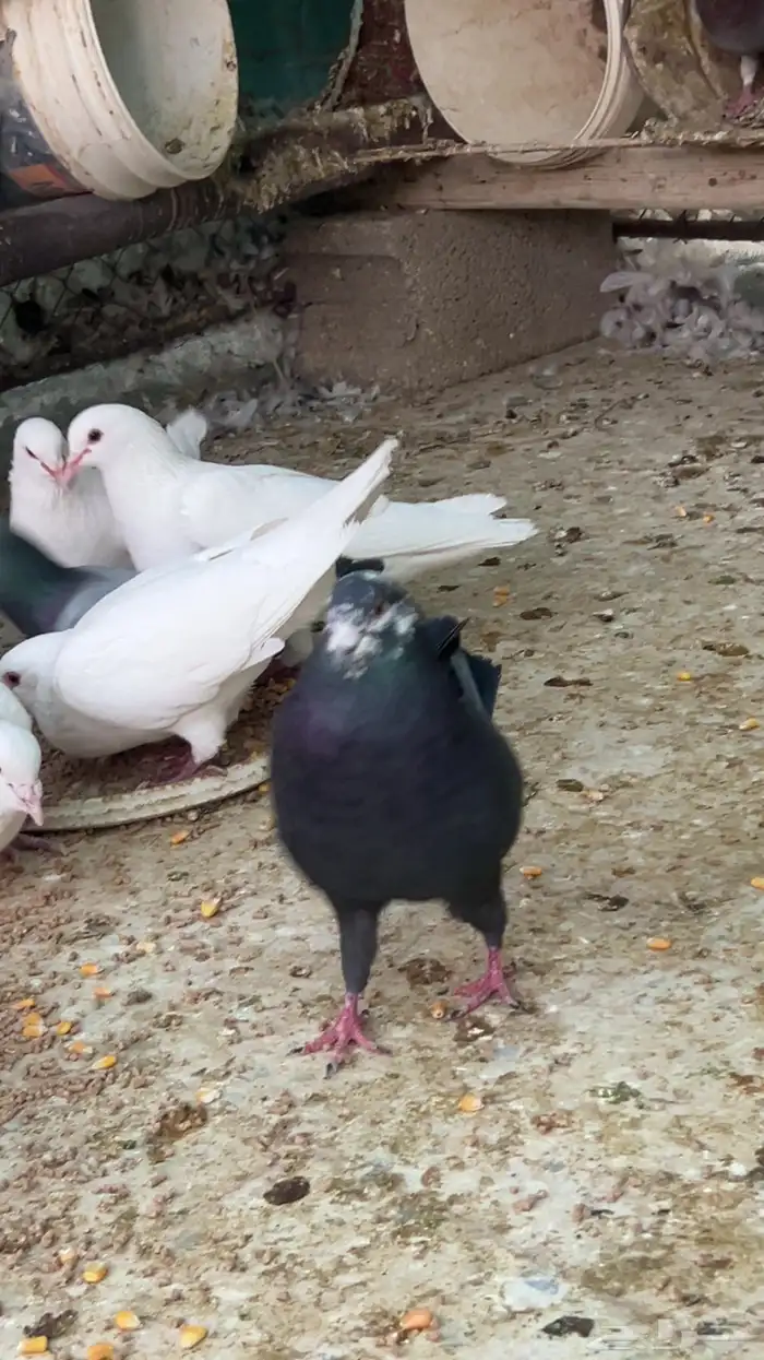 حمام للبيع 8