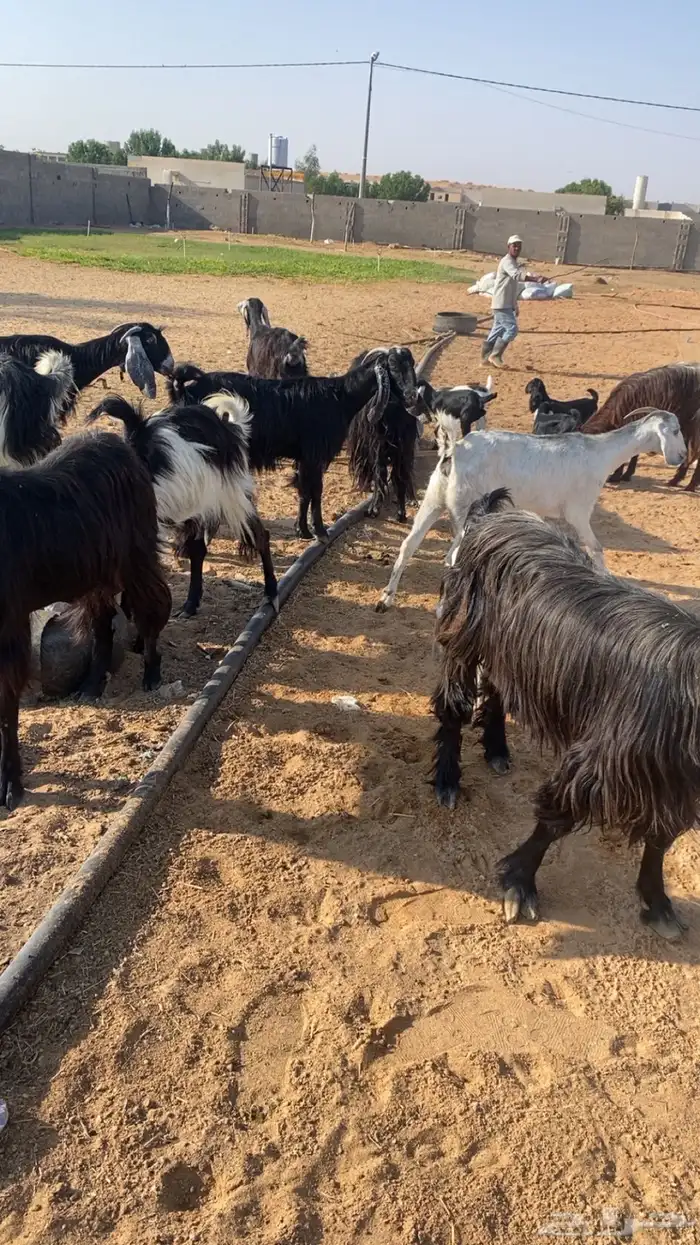 للبيع معزاء مراح ولد 9