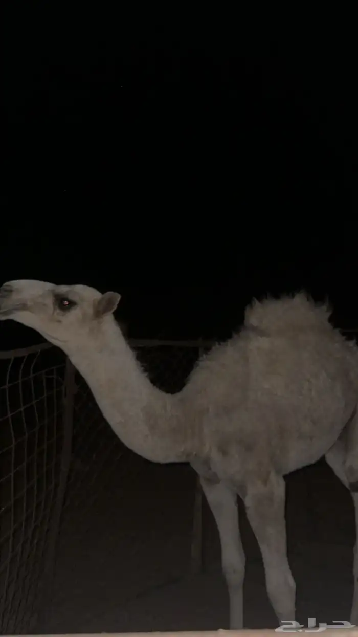 للبيع قعود طيب العمر 7 شهور 0