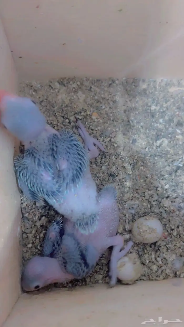 زوج دره هولندي ازرق مع فروخه 1