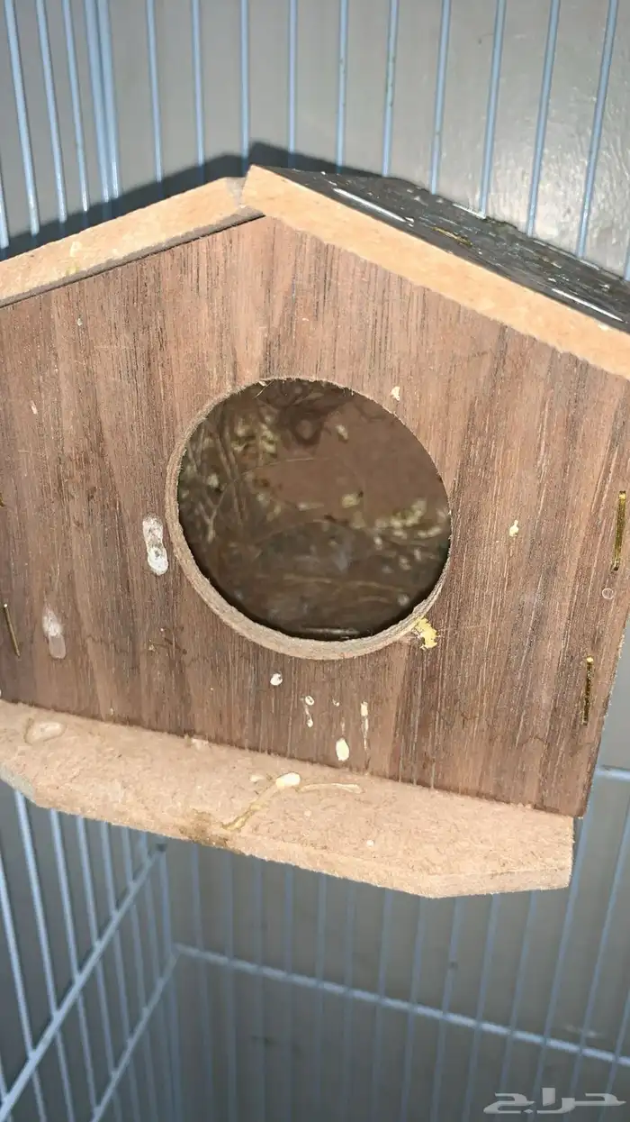 أربع اجواز زيبرا بالمطير منتجه 12