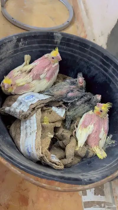 فروخ كروان index