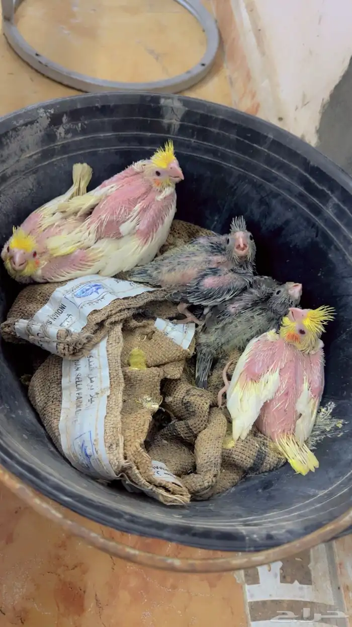 فروخ كروان 1